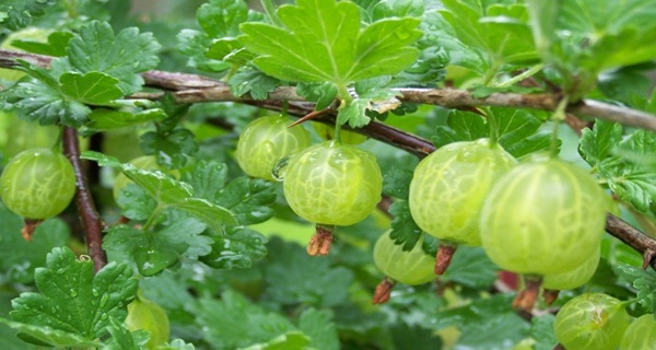 Gooseberry Contains 20 Times Vitamin C As Orange Juice – HEALTHY FOOD ...